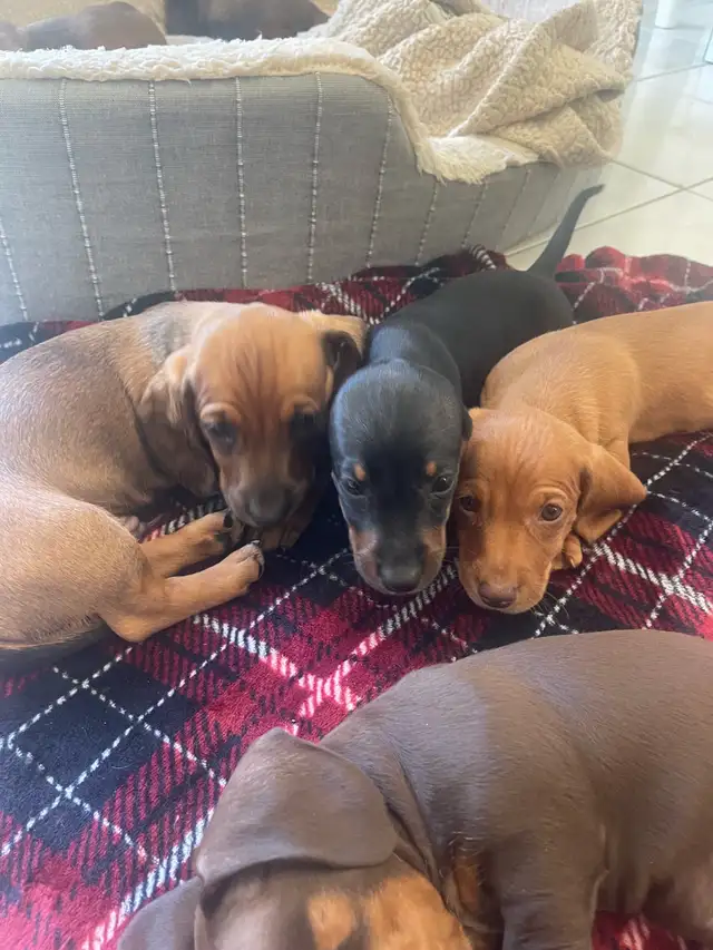 MINI DACHSHUND PUPPIES 8 W.O. ONLY 3 LEFT READY FOR NEW FAMILIES in Dogs & Puppies for Rehoming in Mississauga / Peel Region - Image 8