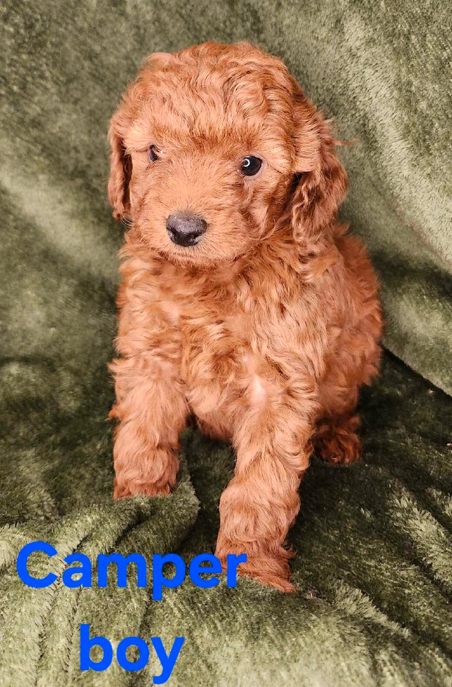 intelligent Mini Irishdoodles only two left in Dogs & Puppies for Rehoming in Calgary - Image 3