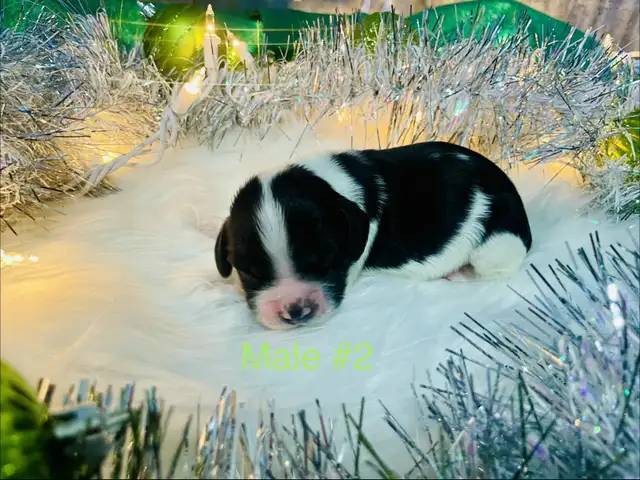 Sprocker puppies in Dogs & Puppies for Rehoming in Moose Jaw - Image 8