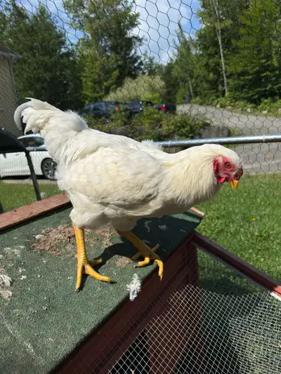 Coq chantecler à vendre ou échanger , View more