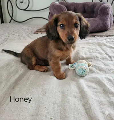 Long haired Miniature Dachshunds ready now!, View more