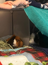 Guinea pigs to rehome