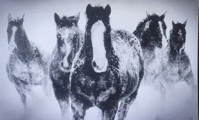 Equine on canvass, View more