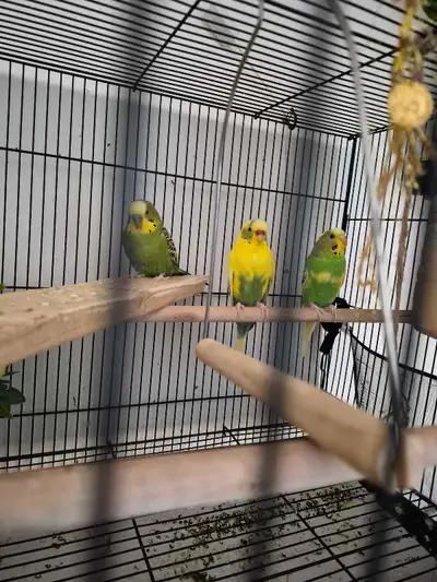 3 budgie parrots , View more