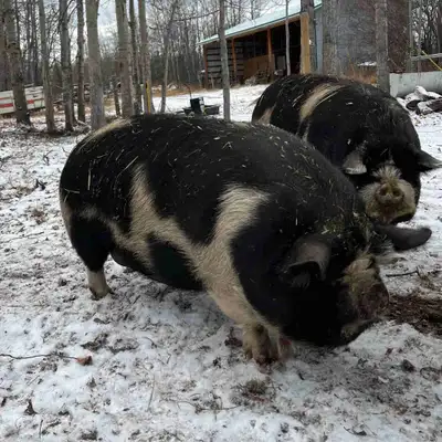 Kune kune, View more