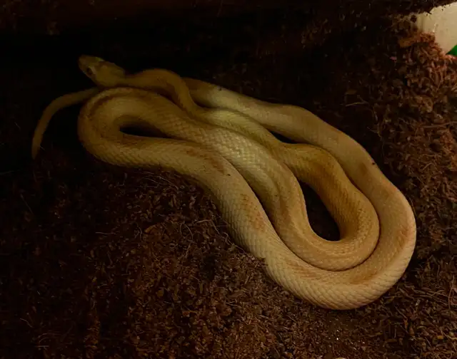 Butter Motley/Stripe Corn Snake in Other in Saskatoon - Image 2