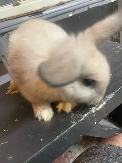À donner bébé lapin valeur de 125 $$$. Apporte un sac nourriture de lapin chez Walmart valeur de 15...
