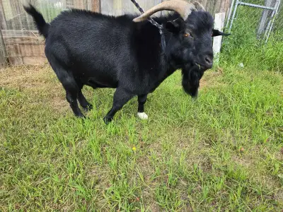 2 yr old buck. Nigerian dwarf X Fainter goat My boy Pedro has no purpose on our farm, he is looking...