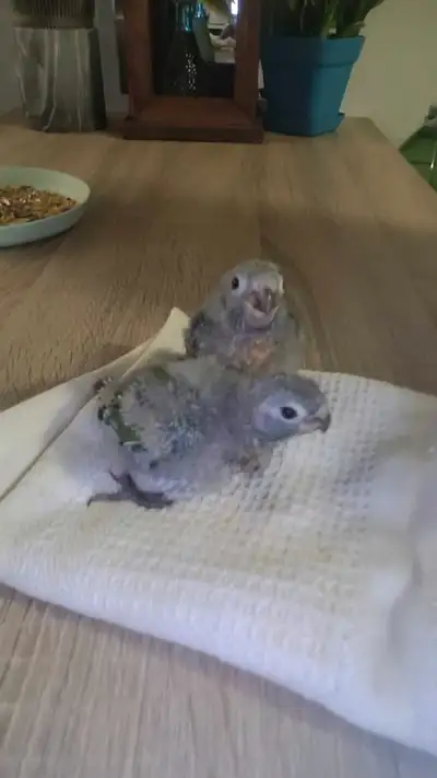 Hand-Fed Baby Green-Cheek Conures, View more