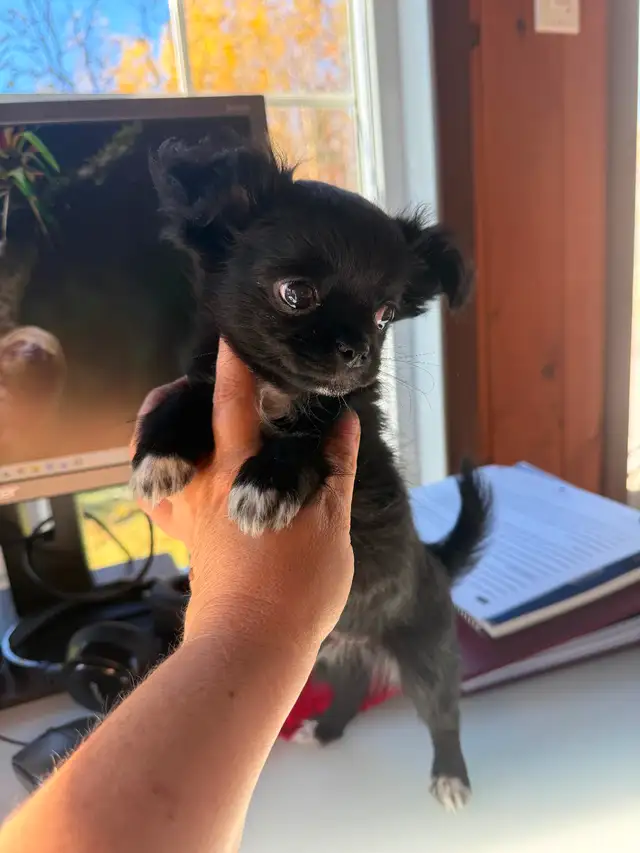 Chihuahua Puppies in Dogs & Puppies for Rehoming in Gatineau - Image 3