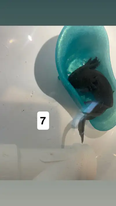 juvenile axolotls for adoption, View more