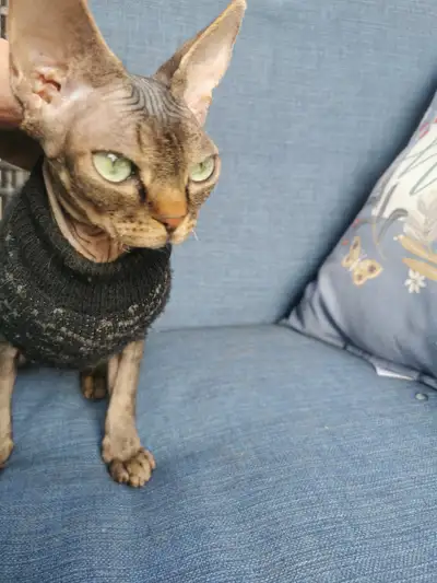 Purebred Devon Rex, View more
