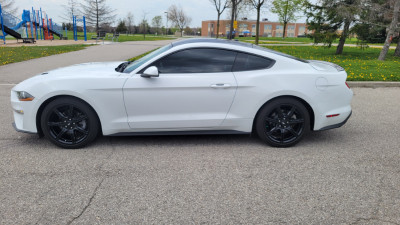 2019 Mustang Ecoboost - Black edition, low km.