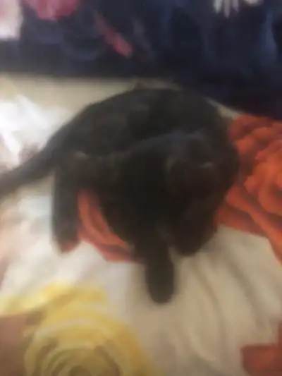 Friendly kittens for sale. $400 for one. One Born on 10th feb and one on 22nd April . no refunds . T...