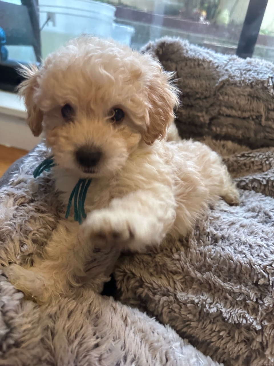 sweet miniature toy poodle available | Dogs & Puppies for Rehoming ...