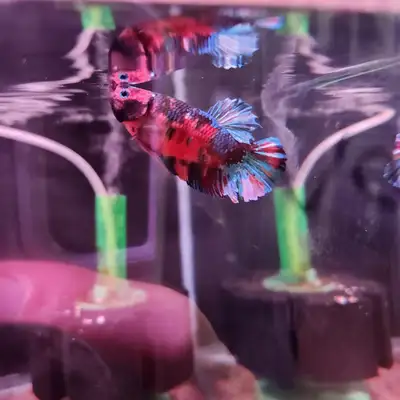 4 Betta's looking for new homes!, View more