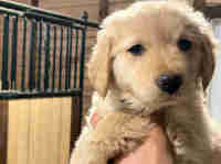 Purebred Golden retriever puppy  *ready for rehoming now*