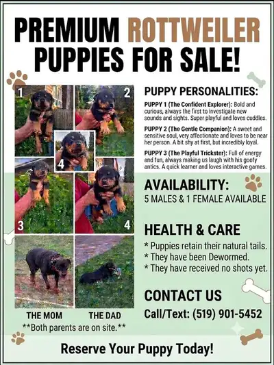 Purebread Rottweiler, View more