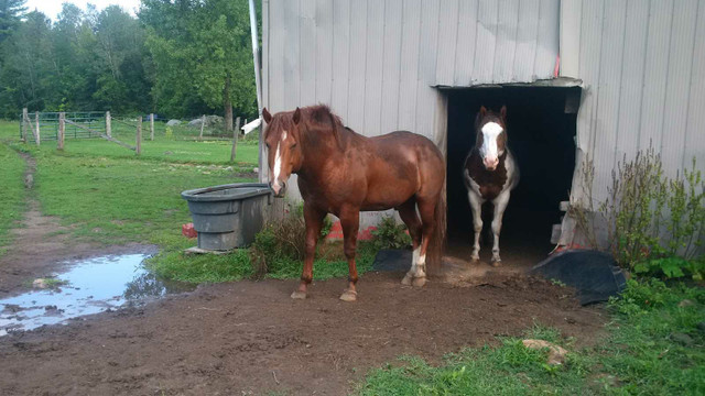 PAINT --QUARTER HORSE CROSS in Horses & Ponies for Rehoming in Trenton
