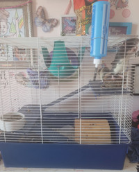 2 young baby Rats and Cage