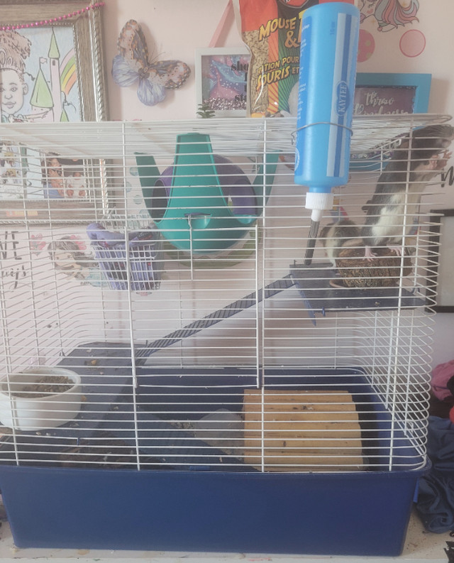 2 young baby Rats and Cage in Small Animals for Rehoming in Hamilton