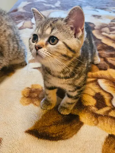 Il nous reste 3 beau chatons sont disponibles pour une nouvelle aventure, élève en milieu familial,s...