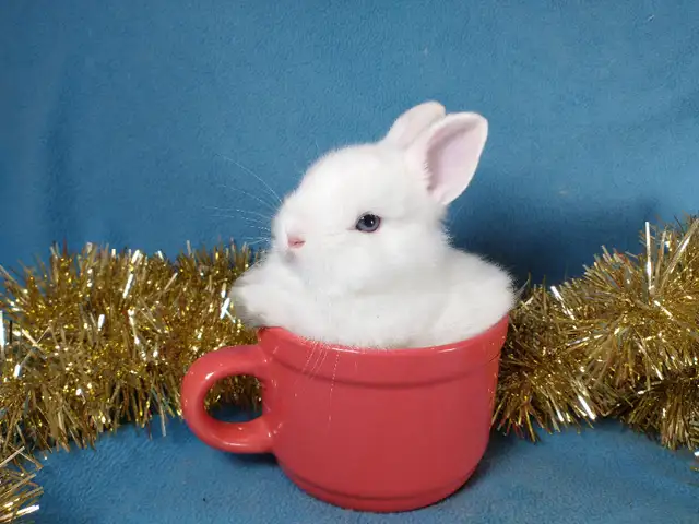 EXTRAORDINAIRE bébé lapin nain néerlandais* Netherland Dwarf in Small Animals for Rehoming in City of Montréal - Image 5