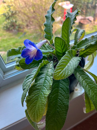 Streptocarpus plants