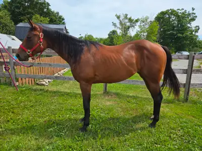 2 year old Reg AQHA mare, View more