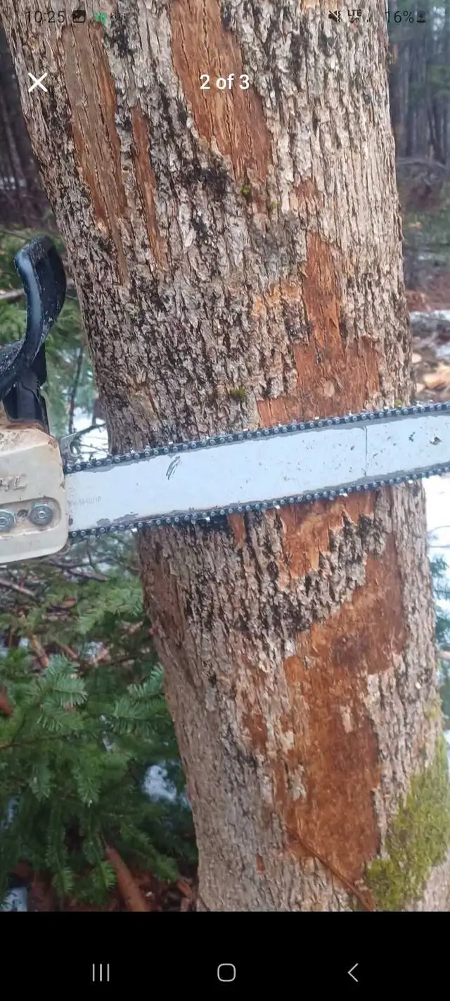 hardwood sawlogs and lumber in Other in Bedford - Image 4