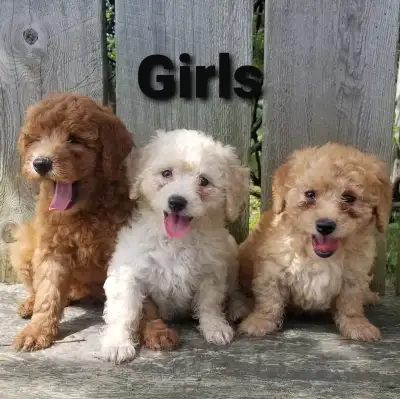 Mini Goldendoodle Puppies, View more