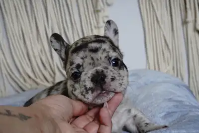 French bulldog puppies, View more