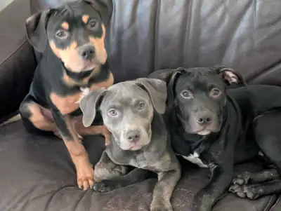 Classic pups available, View more