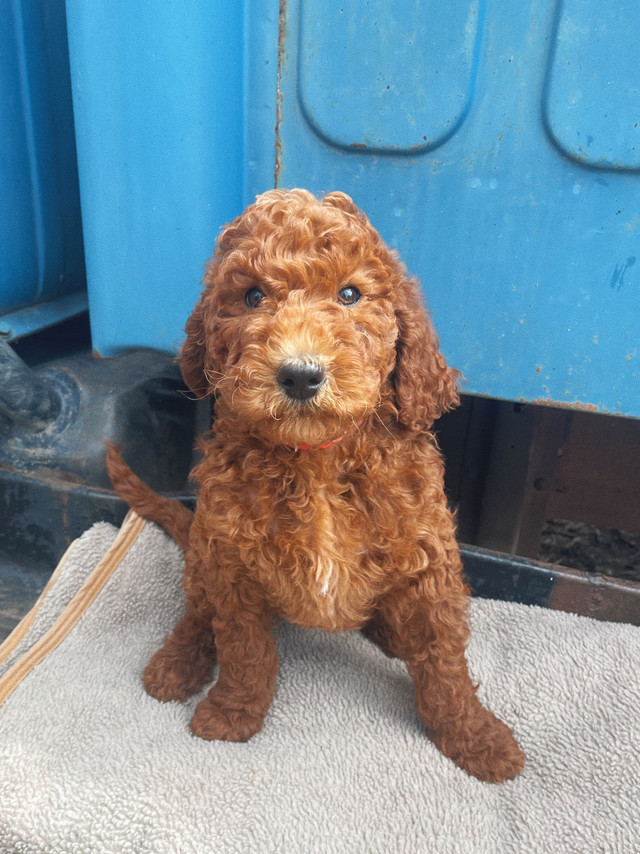 Adorable Red Standard Poodle Puppies in Dogs & Puppies for Rehoming in Portage la Prairie - Image 3