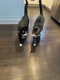 2 cats for ReHoming