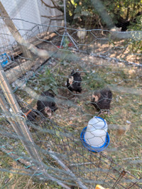 5 Artisan gold turkeys