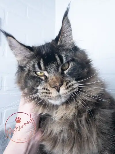 ***Photos are of parents*** Maine Coon Mayo is a registered breeder of European Maine Coon Kittens....