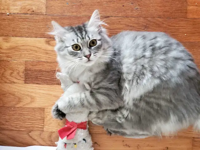 Siberian junior kitten