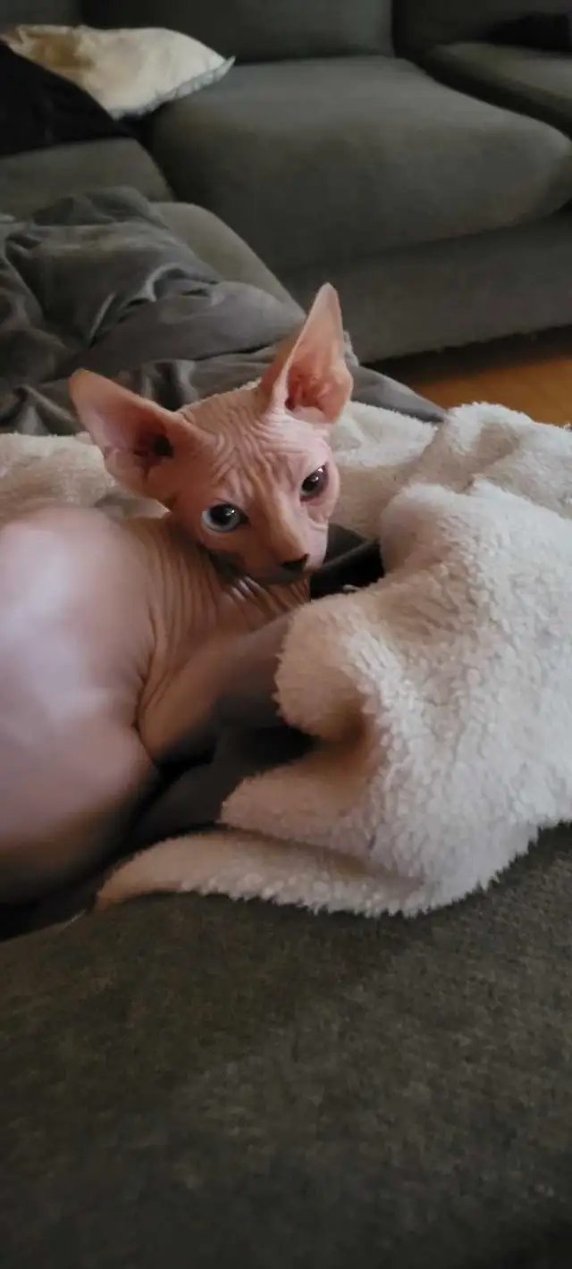 chatons sphynx sphinx elf in Cats & Kittens for Rehoming in City of Montréal - Image 2