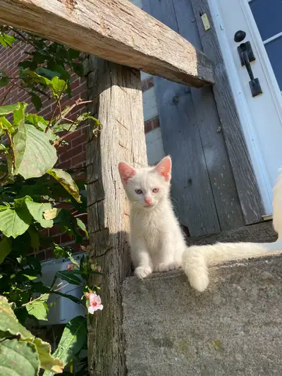 Looking for forever homes  , View more