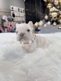 french Bulldogs puppies AVAILABLE