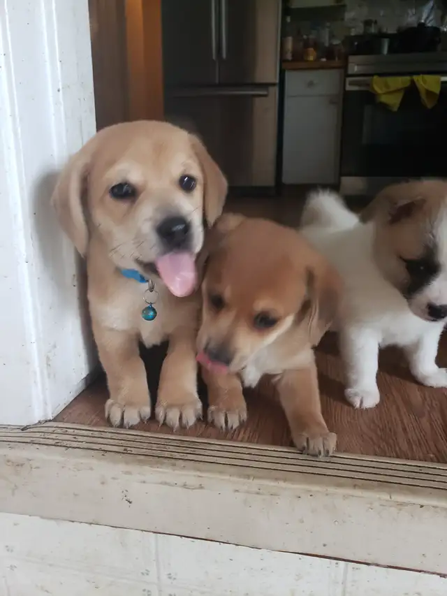 puppies for sale in Dogs & Puppies for Rehoming in Calgary - Image 2