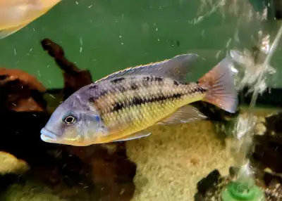 red empress male 6", View more