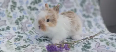 Lily's Bunny Barn- YouTube, View more