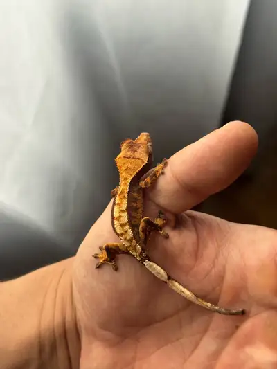 En / Fr - Tri Color Extreme Harlequin Gecko Baby for sale, just a few weeks old. - DM for more info!