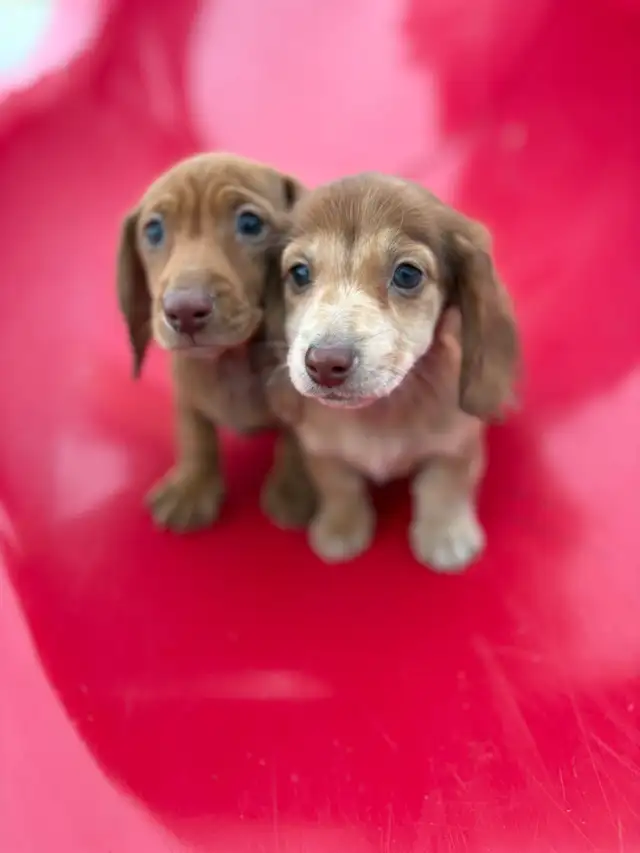 Mini Dachshund Puppies in Dogs & Puppies for Rehoming in Markham / York Region - Image 10