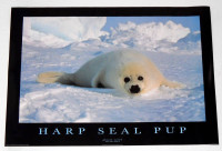 HARP SEAL PUP POSTER FROM 1995  RARE!