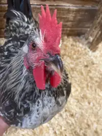 Lovely 13-week-old roosters
