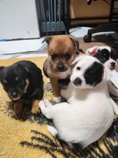 Small breeds dogs Serious requires only 2 females 2 males Pineranian are mixtures between Miniature...