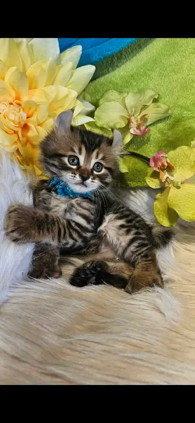 top qualité 5 bébés 3 gènes highland lynx, View more